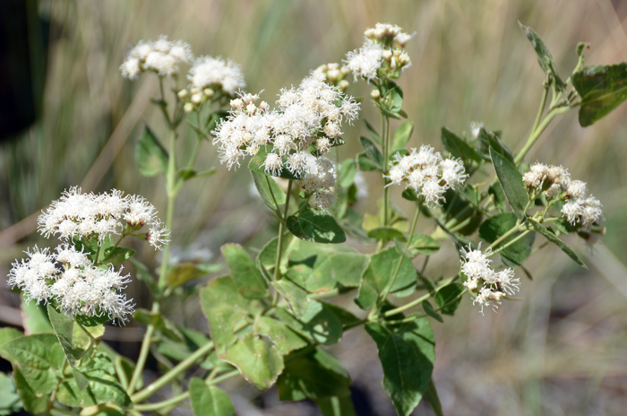 Fragrant Snakeroot grows in elevations between 5,000 and 9,000 feet and prefers multiple habitat types; openings in pine forest communities, rocky slopes, meadows, ridges, washes and along streams. Ageratina herbacea